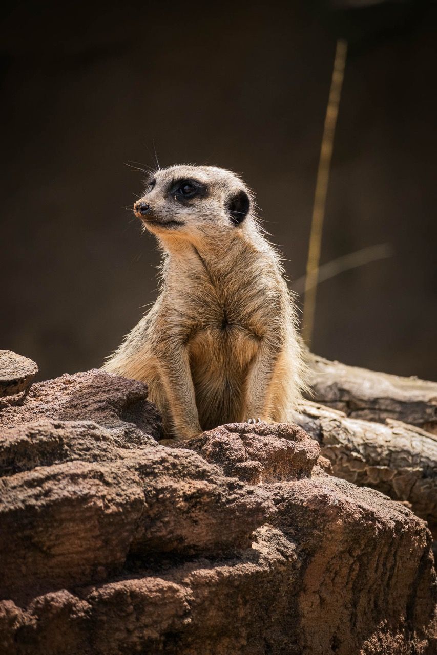 A meerkat sits upright looking into the distance