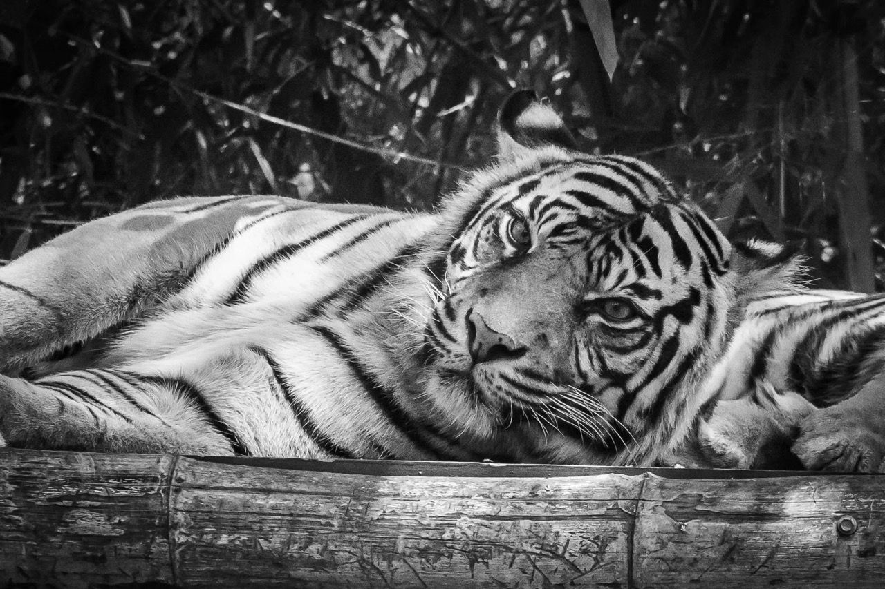 A tiger resting on bamboo in black and white