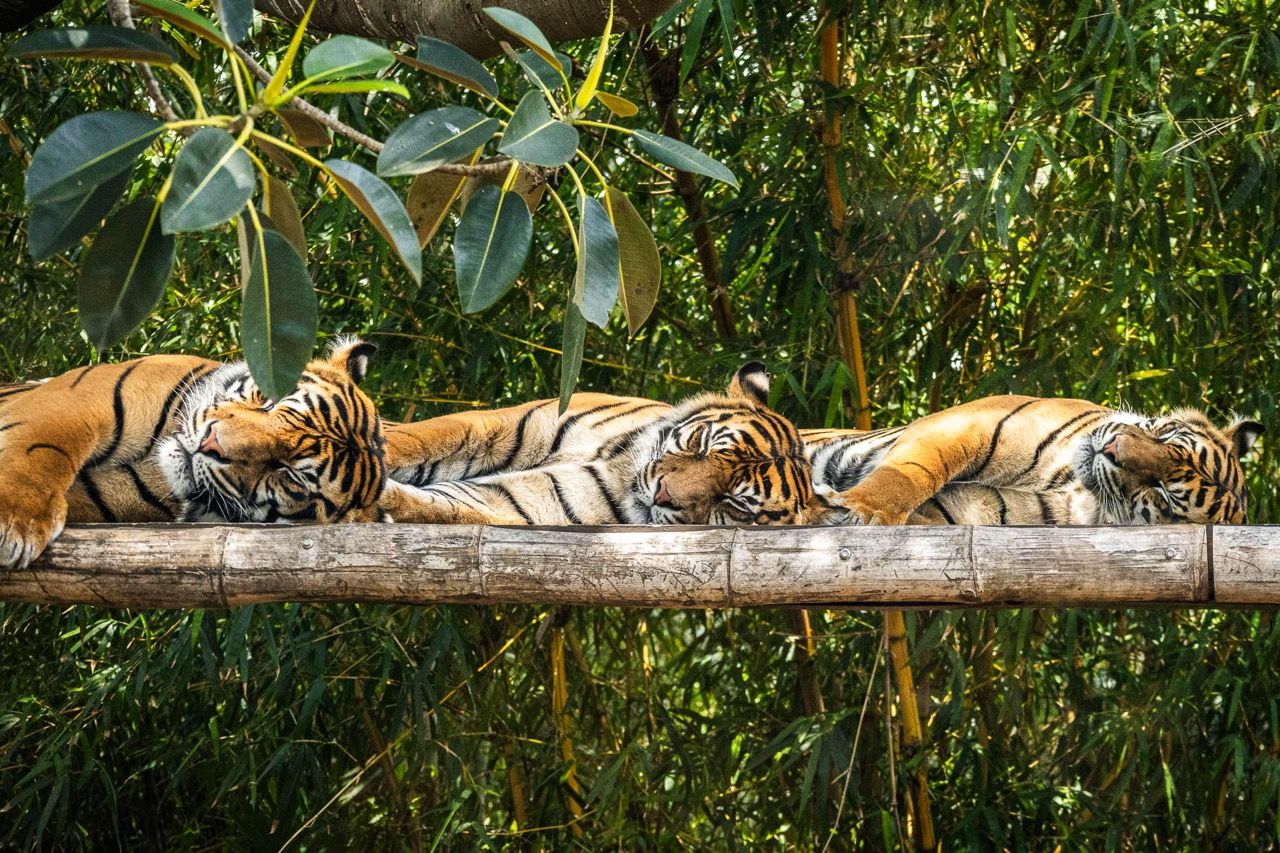 Three tigers asleep along a bamboo platform