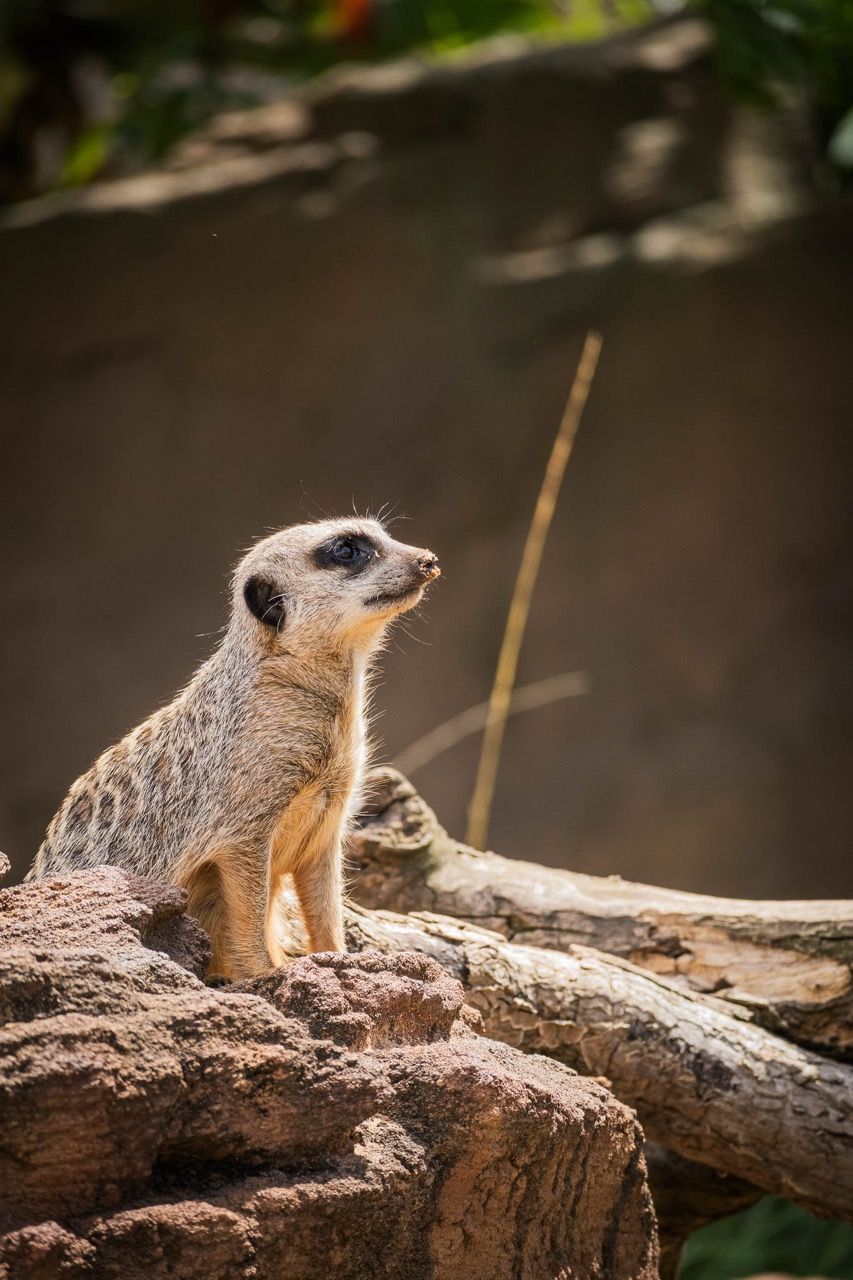 A meerkat stands guard on a rock